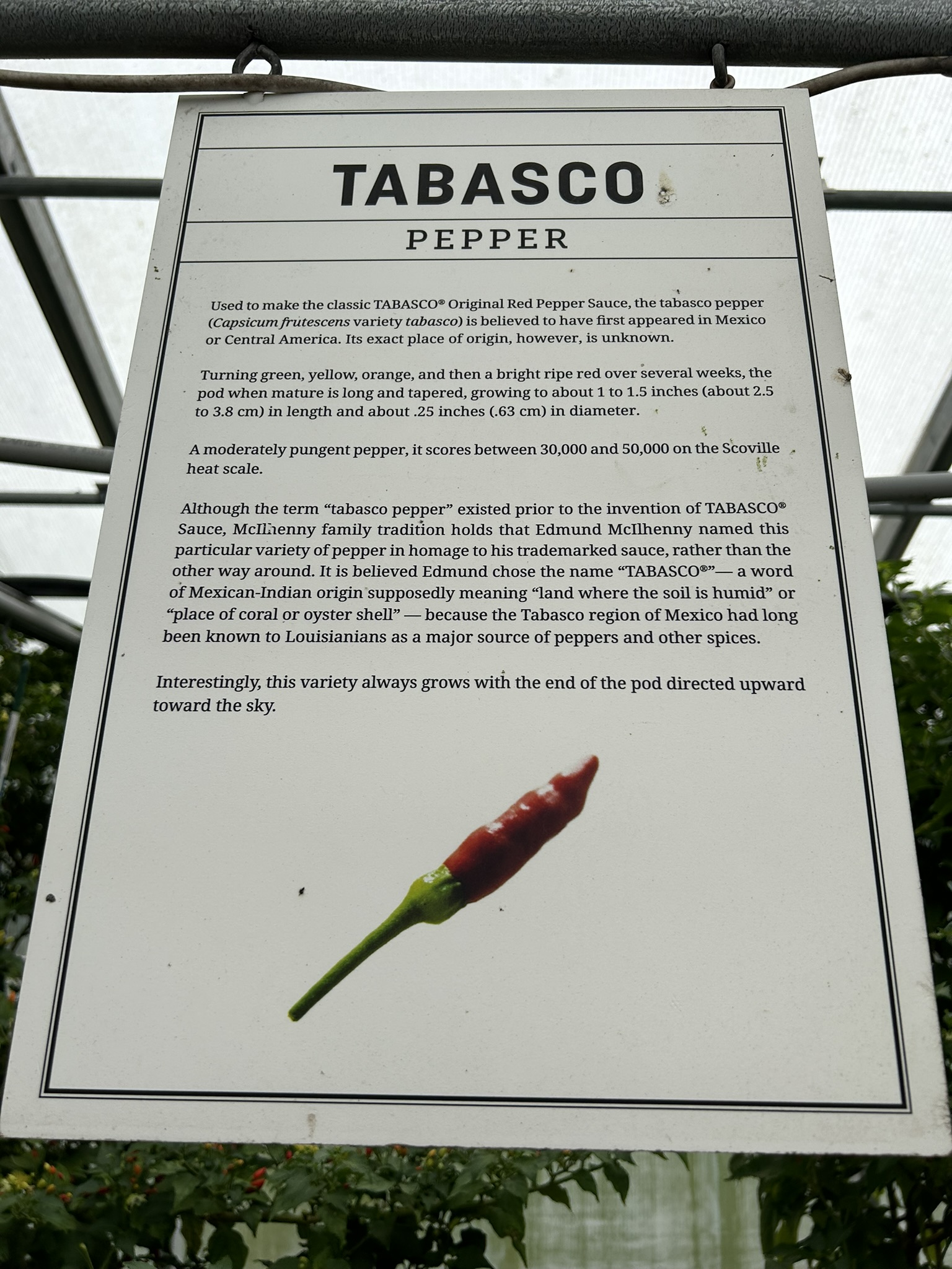 Sign talking about the Tabasco peppers